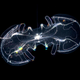 Image: Monterey Bay Aquarium